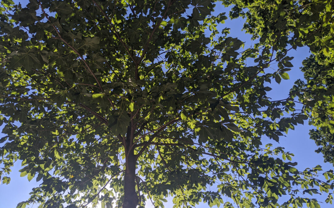 Mottenplage macht Kastanienbäumen zu schaffen – Macht mit am Rettet-die-Kastanien-Tag